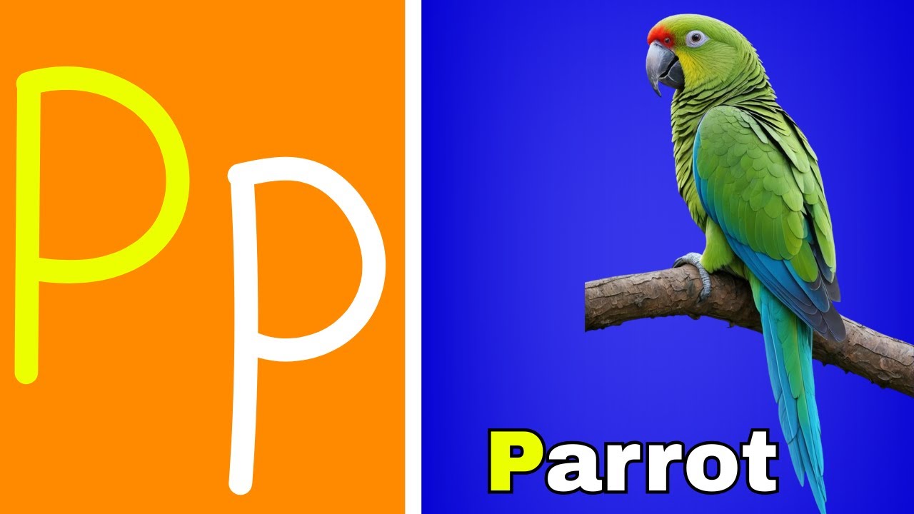 Learn Letter P | P Words Vocabulary for Kids with Images & Pronunciation | ABC Learning |#BEEQANKIDS
