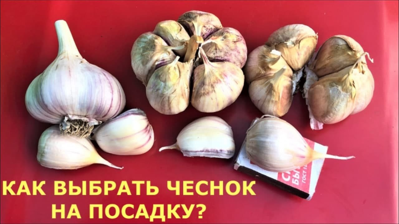 Чтобы вырастить крупный чеснок, когда сажать? Как выбрать чеснок на посадку? Хранение чеснока зимой