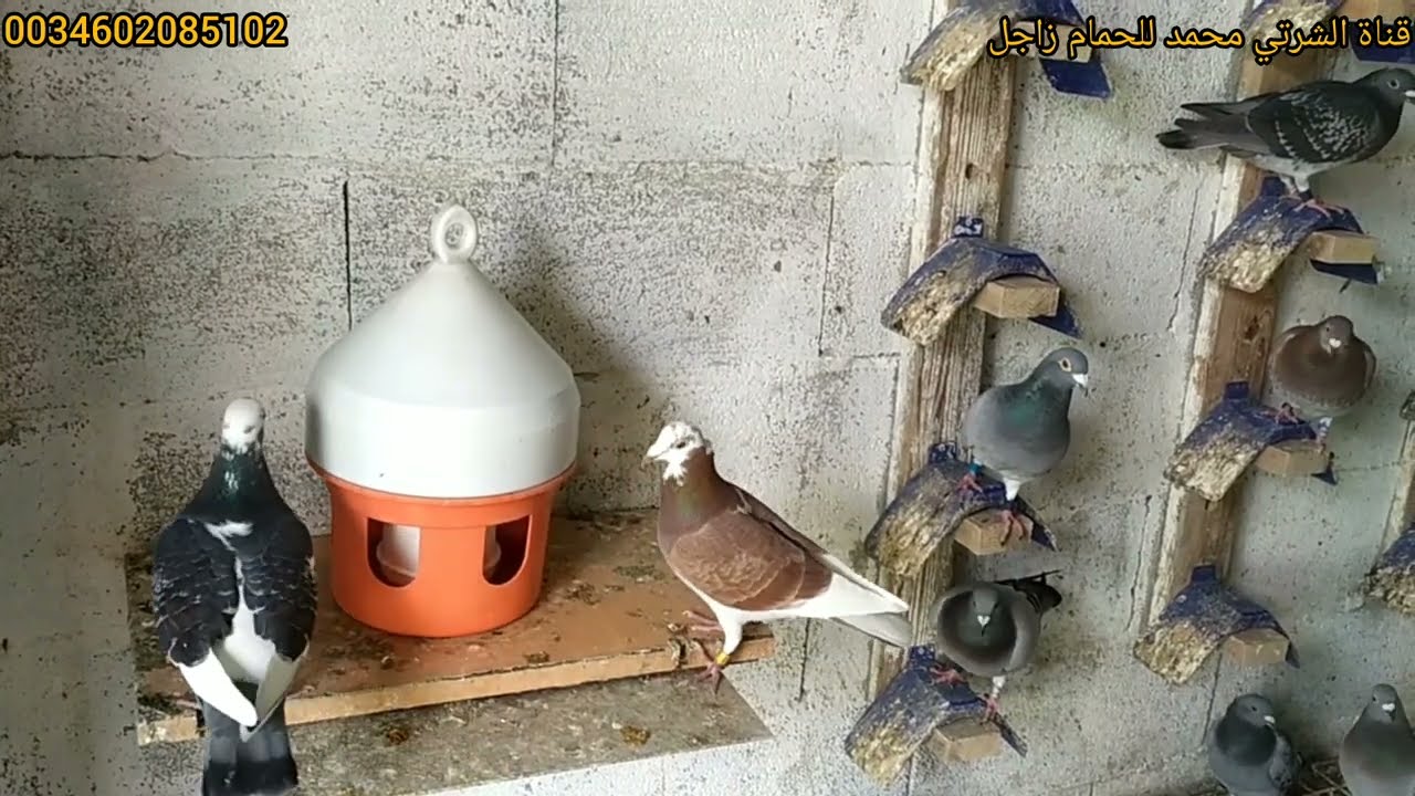 لولع في دام سباق الحمام الزاجل في إسبانيا 🇪🇦