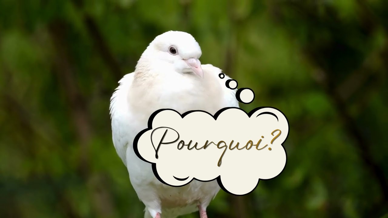Pourquoi ?