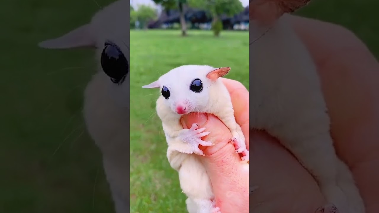 اكيت سنجاب يحب انه يترمى 😍