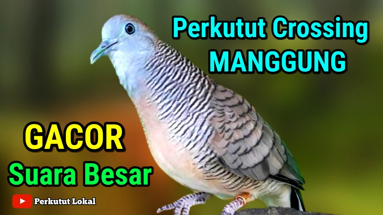 Suara Perkutut Crossing Gacor Untuk Pancingan dan MASTERAN Paling Ampuh #perkututcrossinggacor