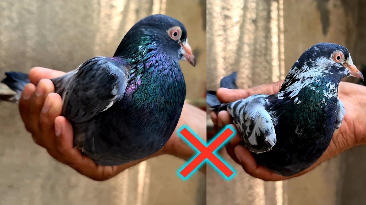 How to get different colours in Baby Pigeons ?