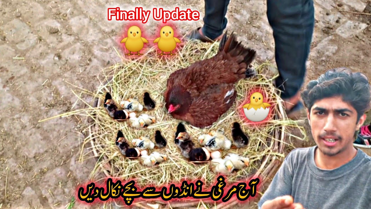 Young Hen Hatching Eggs To Chicks First Time 🐣