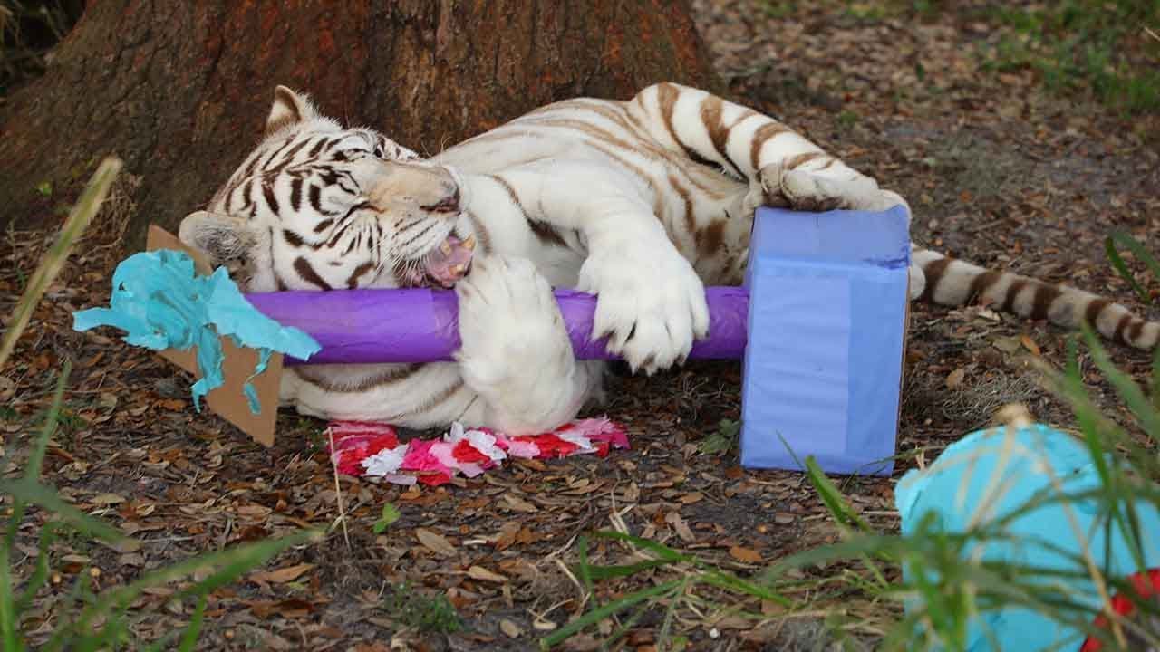 Purr-fect Valentine's