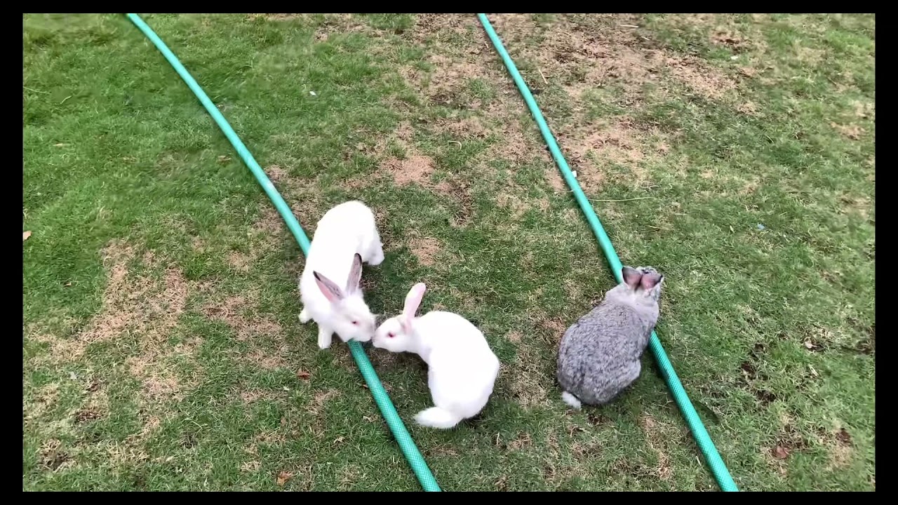اشتريت ارنب ذكر شوفوا ردت فعل الاناث 🐇😂♥️
