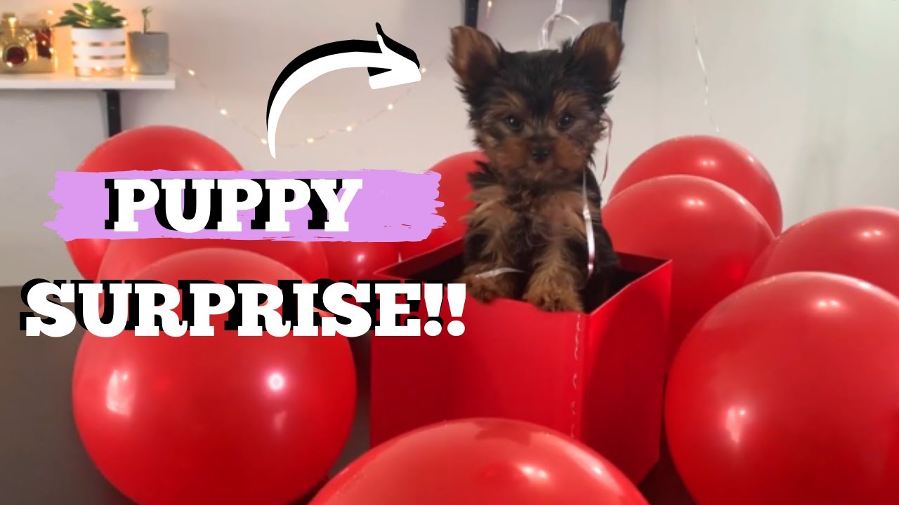 The Best Puppy Surprise 💜/ Kiki Kisses The Yorkie
