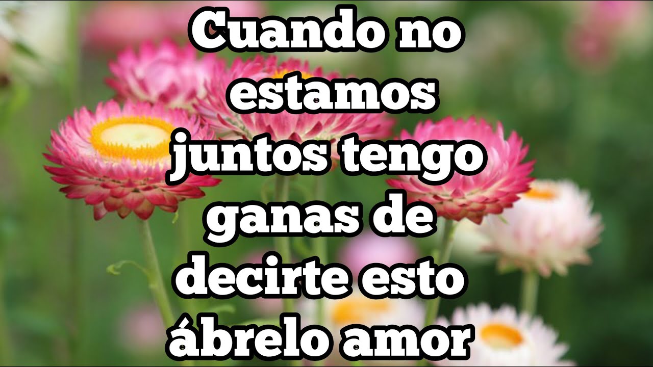 Amor contigo lo quiero solo contigo bb