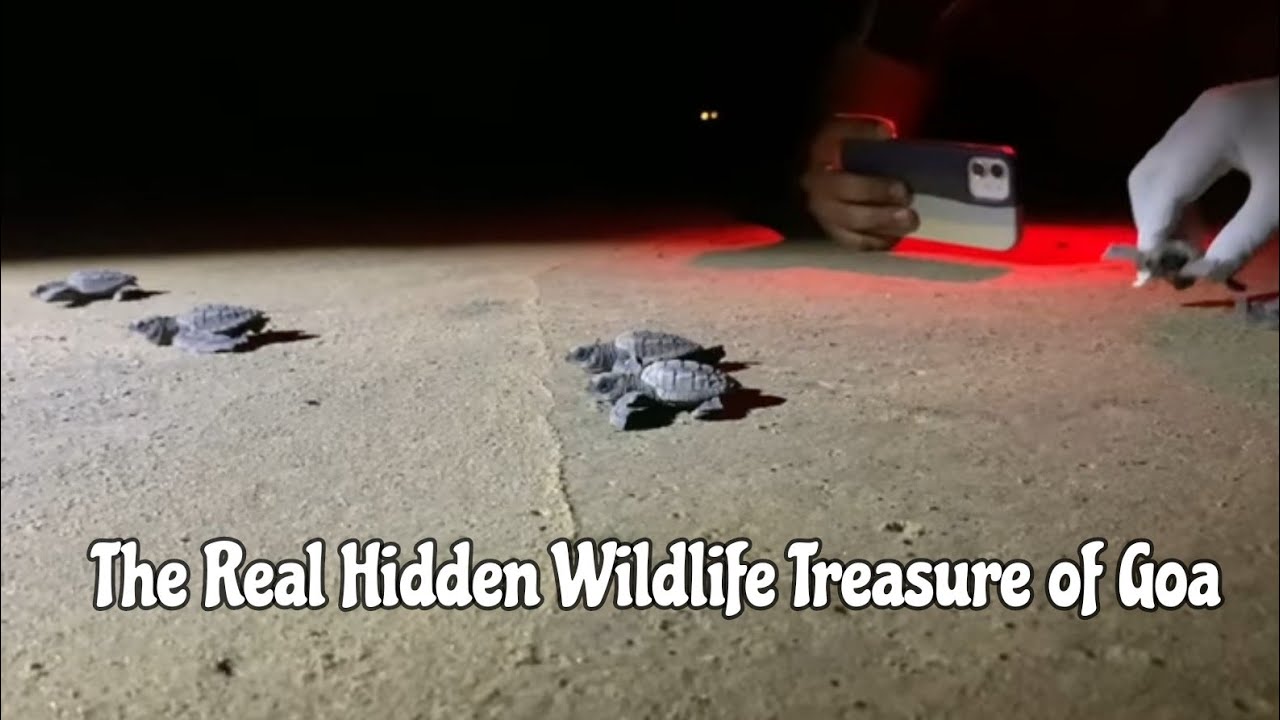 The Hidden WILDLIFE Conservation of GOA! too CUTE and too RARE!