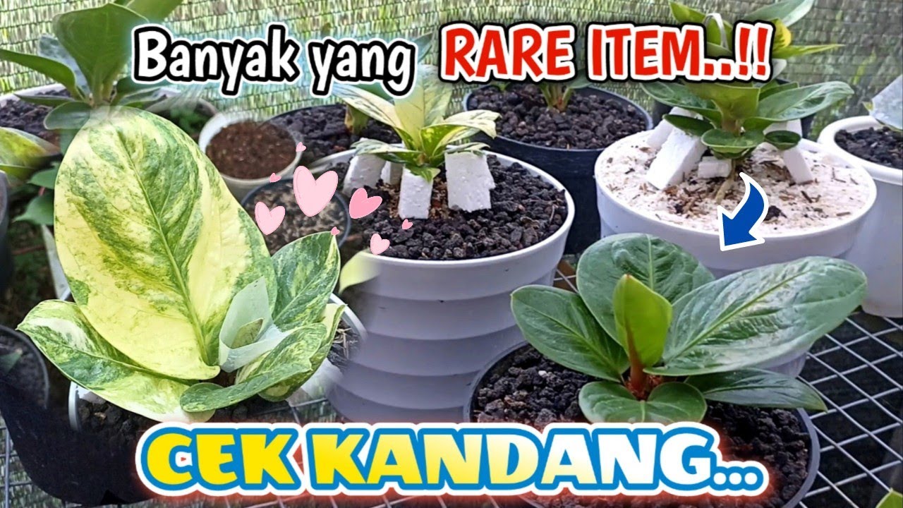 Banyak ANTHURIUM JEMANI RARE item..!! | Cek Kandang hasil split Jemani