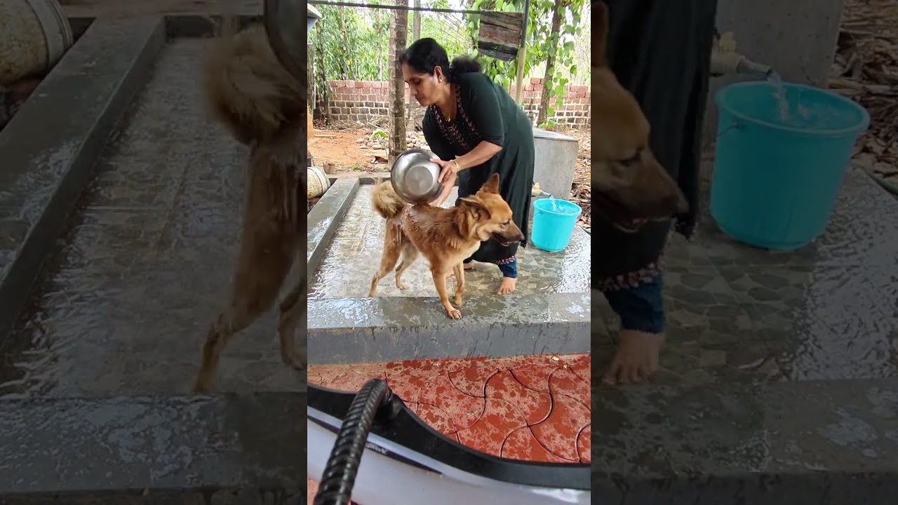 ഷിപ്പിക്കുട്ടന്റെ കുളി 😄🥰🥰 #dog #petslove 