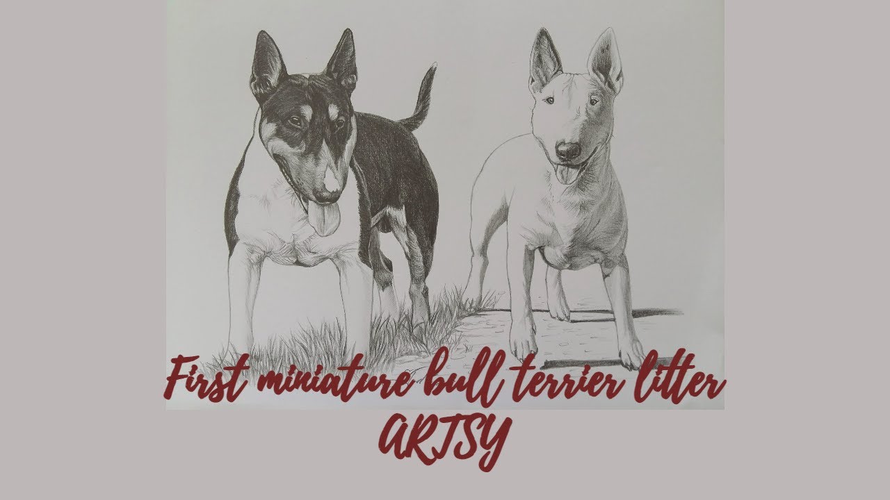 OUR FIRST MINIATURE BULL TERRIER LITTER!