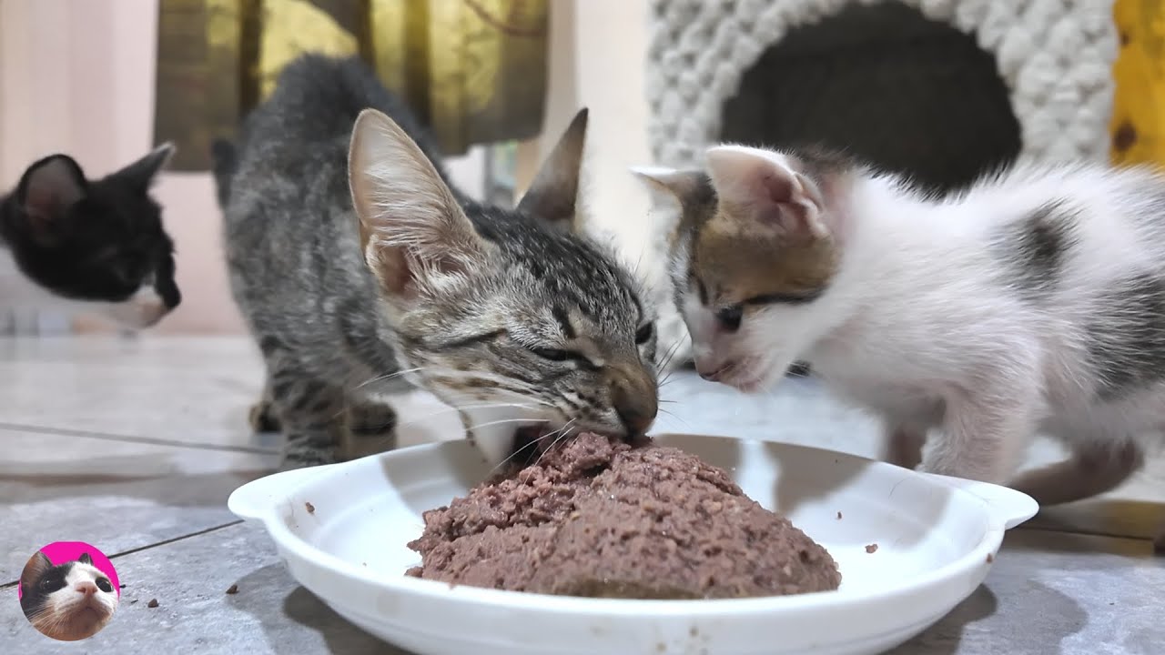 Я накормила голодных котят и их худую маму-кошку, которая весит всего 1,9 кг Благослови их Господь!