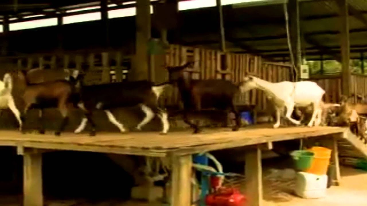Caracter&iacute;sticas de algunas Razas Caprinas