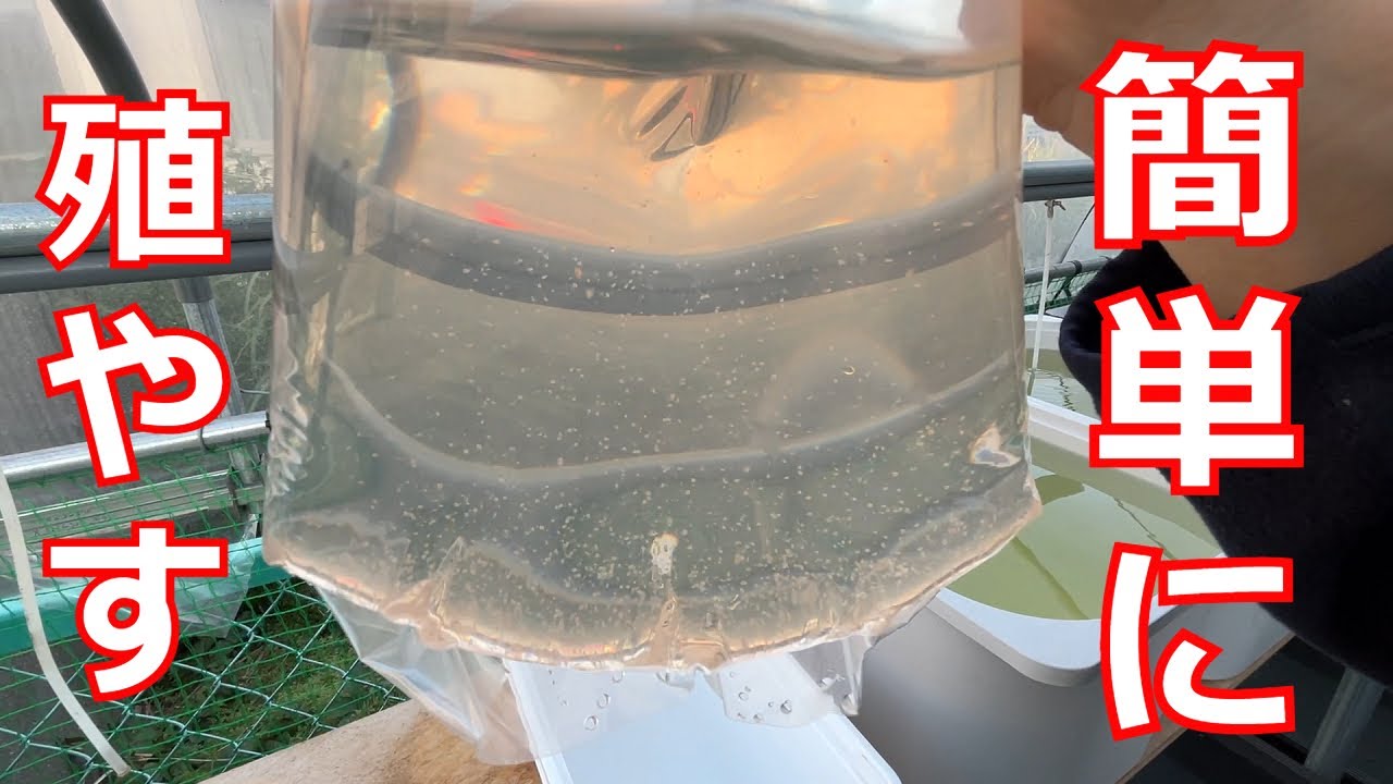 楽してミジンコを殖やす方法はコレ！ズボラな人にオススメです！