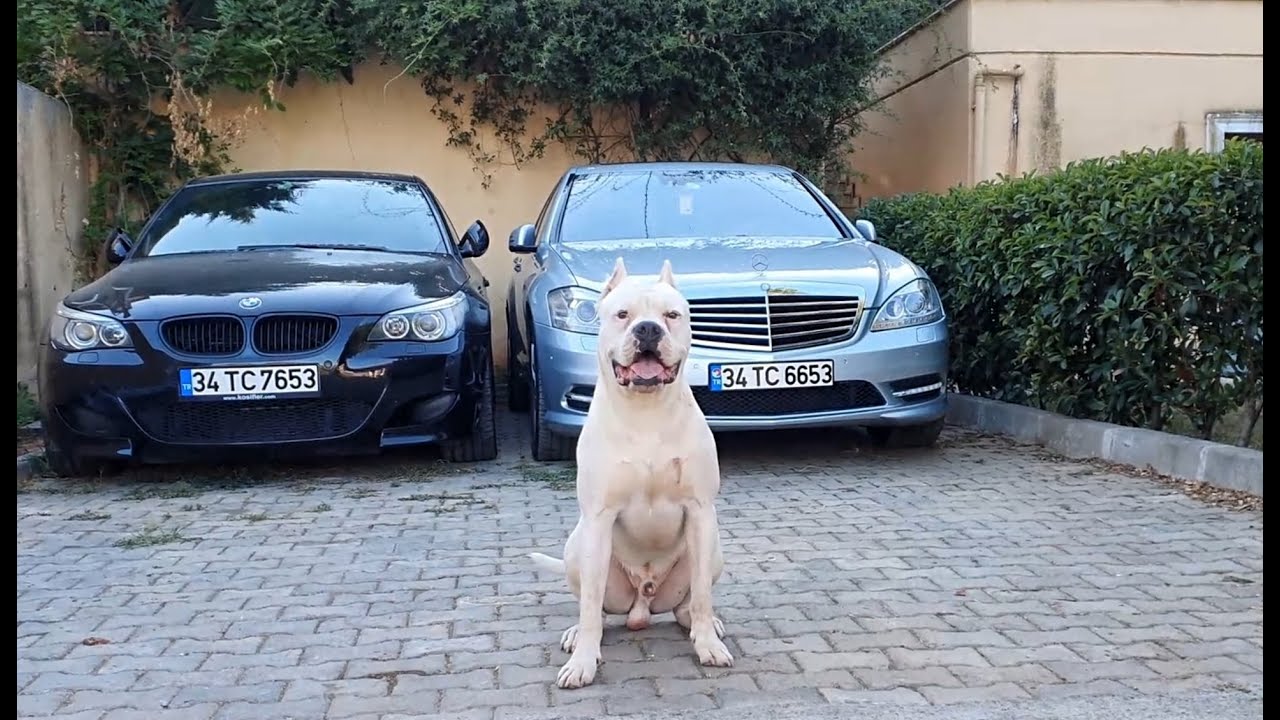 DOGO ARGENTINO & CANE CORSO