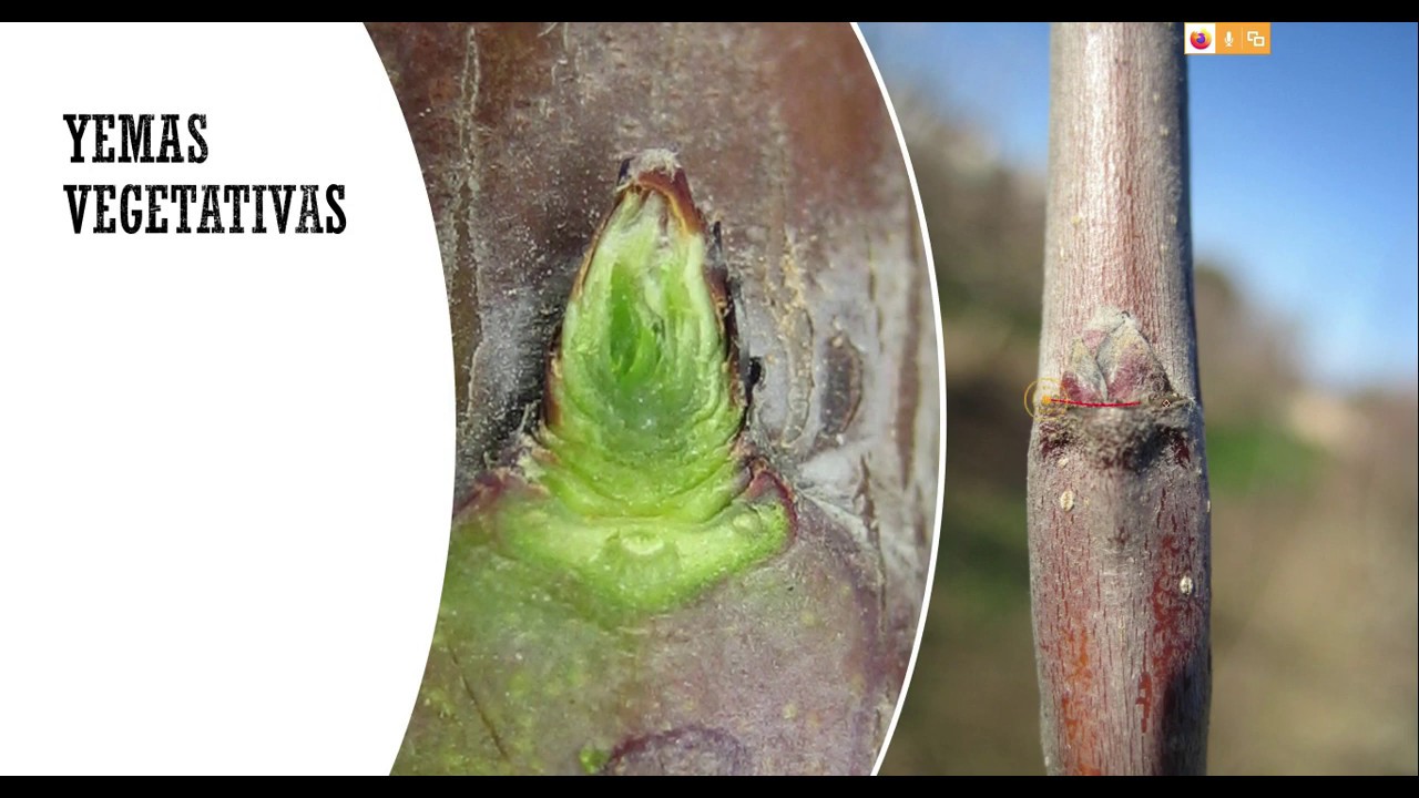 Poda Frutales Introducción parte 1, 15052020