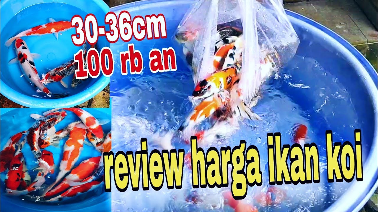 review ikan koi Blitar harga murah