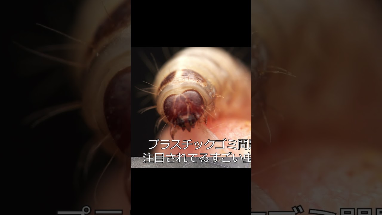 shorts版 ミツバチの敵「スムシ」をたべてもらう動画 #shorts