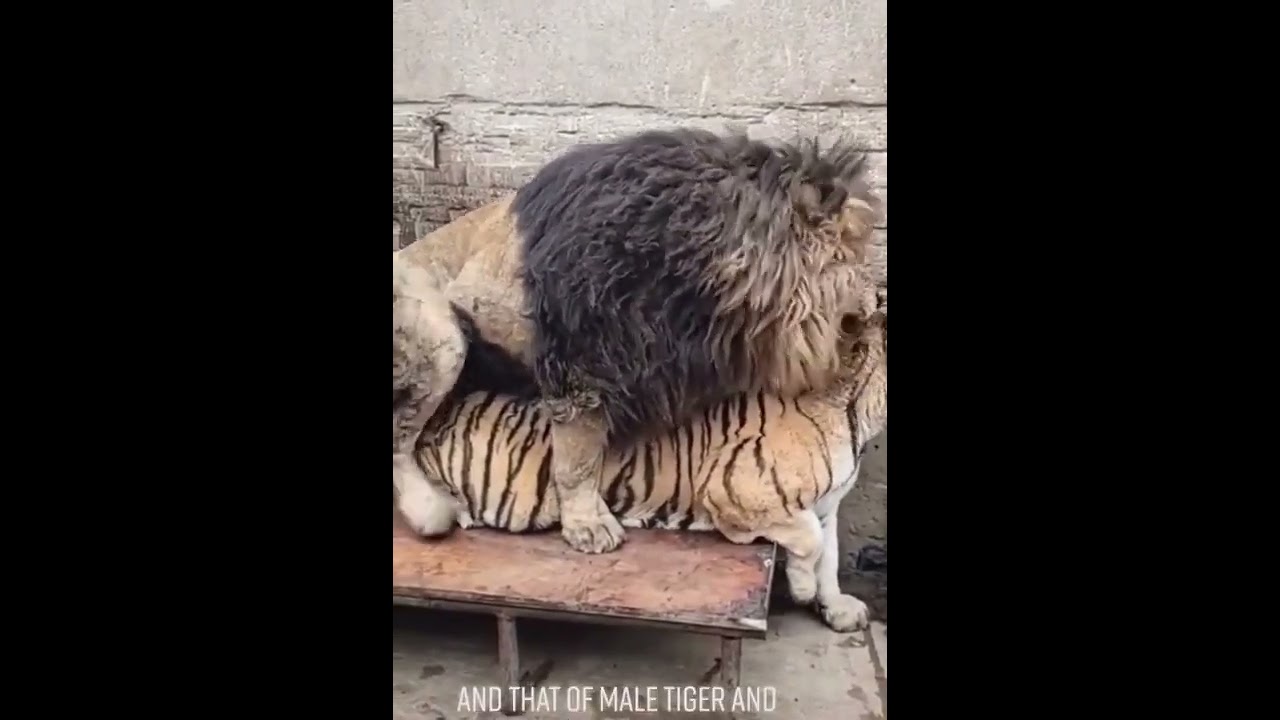 Liger or Tiger? 😂&nbsp;#liger&nbsp;#tigon&nbsp;#hybrids&nbsp;#liontheking&nbsp;#tiger&nbsp;#breeding&nbsp;#wildlife&nbsp;#nature&nbsp;#shorts