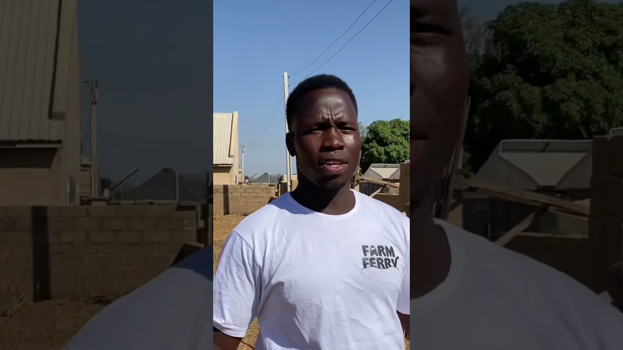 CATTLE REARING IN NIGERIA 