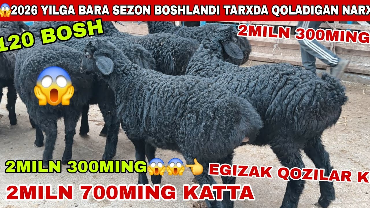 😱120 bosh Voy 2miln 300ming yutub portladi qo’zi sezon riyalni boshlandi 2miln 700ming dodd katta qo