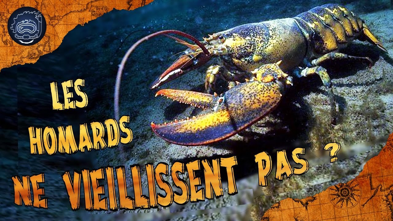Pourquoi les homards ne vieillissent pas ? - CURIOCEAN #12