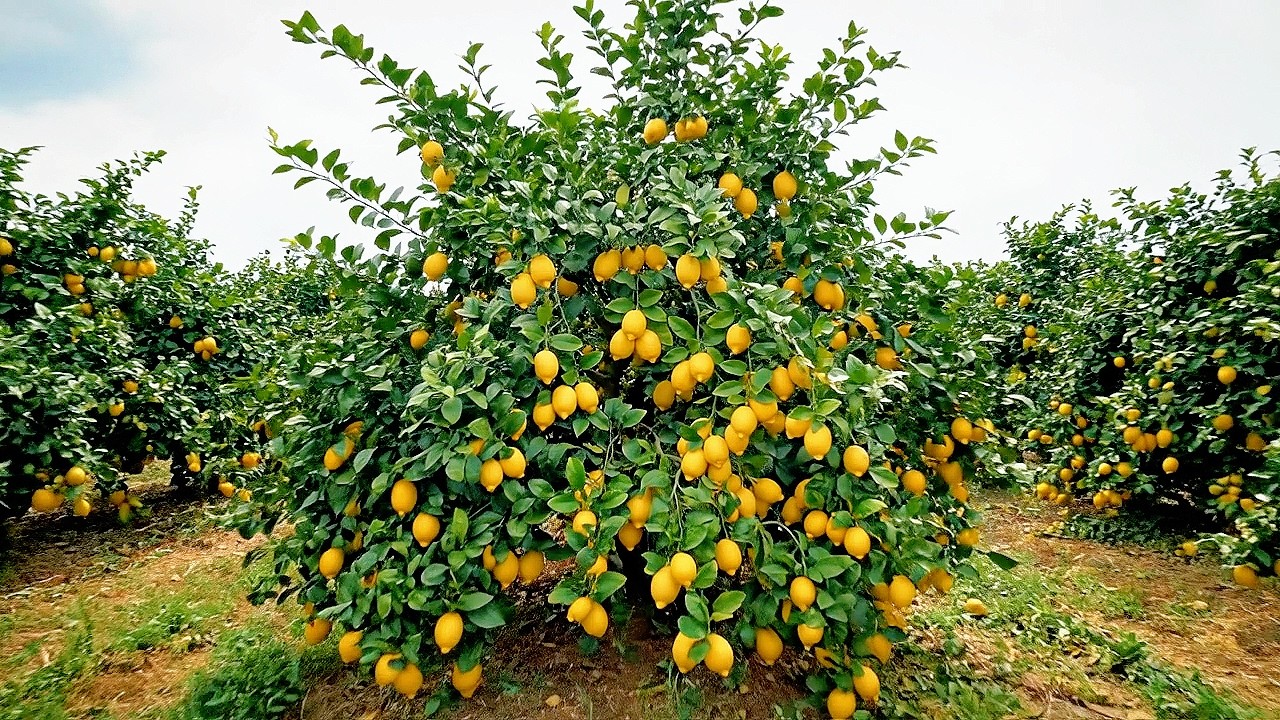 Close-up of a New Lemon Variety: Super Big Fruits, Heavy Bearing in the Swiss Countryside