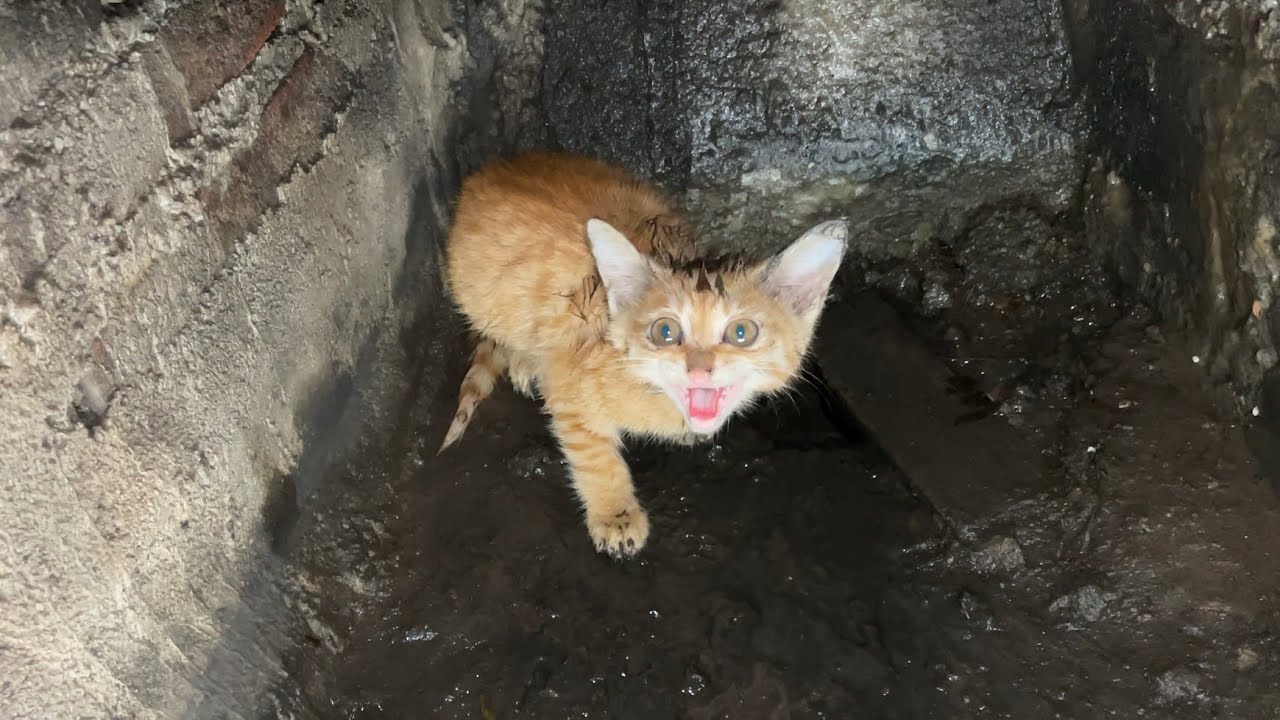 小奶猫与妈妈失散，躲在高架下水道里，叫唤妈妈嗓子都喊破了