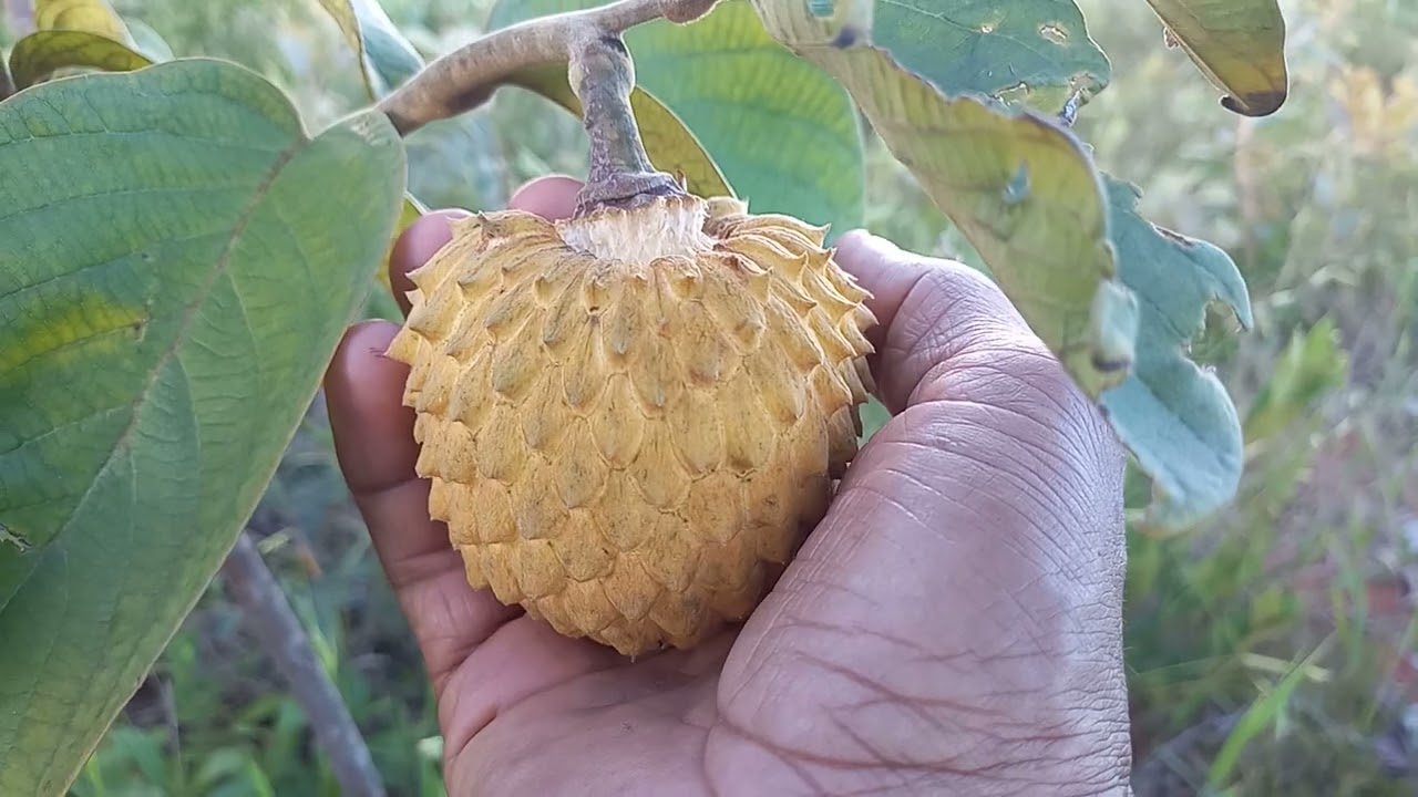 Se eu não filmasse, ninguém acreditaria.
