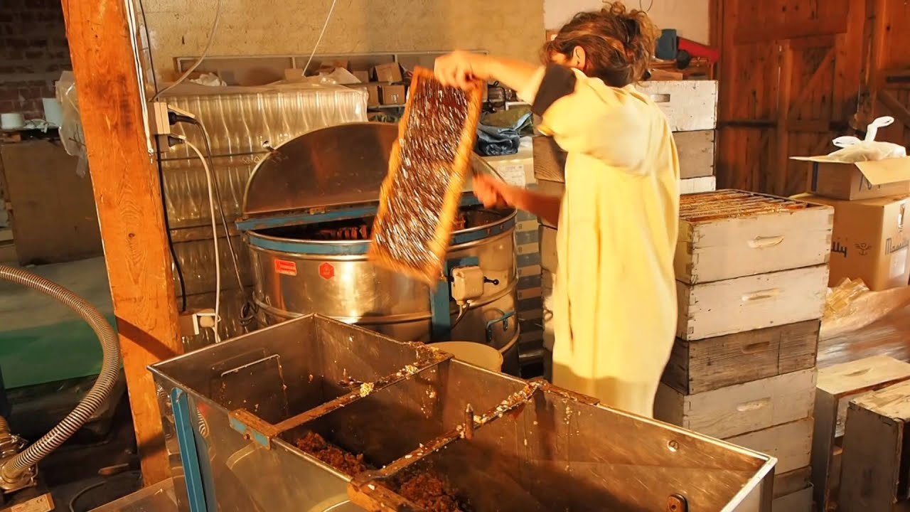 LE RUCHER DE L'OURS: extraction du miel