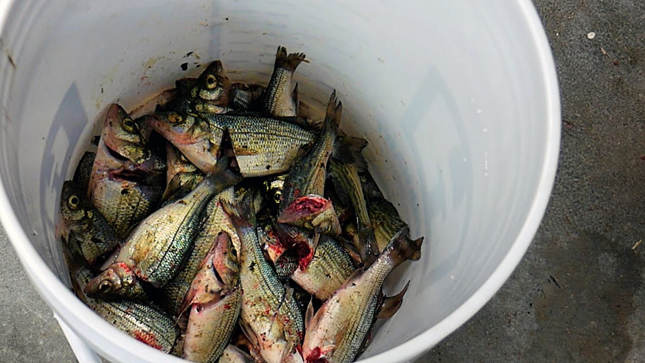 DIY Fish Emulsion Fertilizer