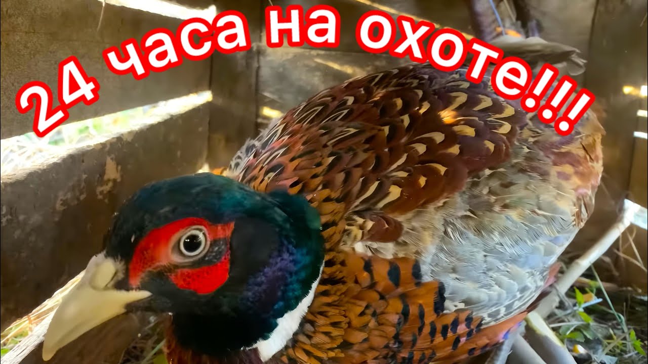 24 часа охота на фазана. Ловля ловушками для разведения. Постройка шалаша. Ночёвка на природе!!!