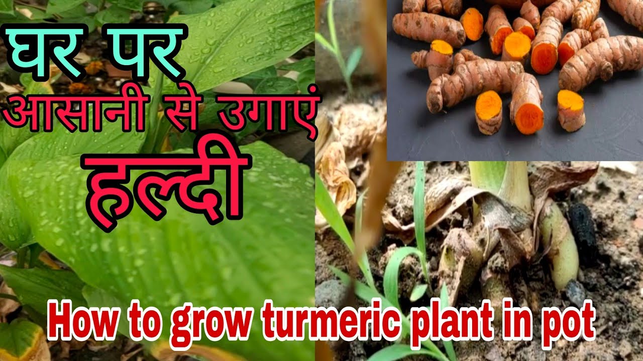 कैसे उगाएं आसानी से गमले में कच्ची हल्दी का पौधा/How to grow turmeric plant in pot /हल्दी का पौधा...