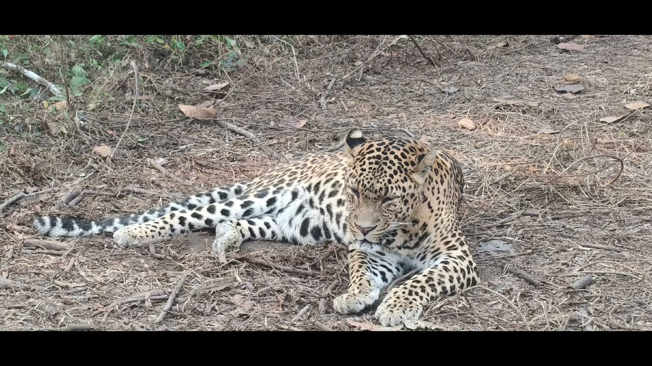 #zoo #siliguri#bengal Safari 