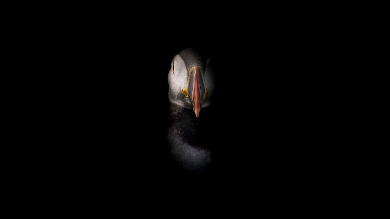 Wildlife photography trip to Skomer and Pembrokeshire