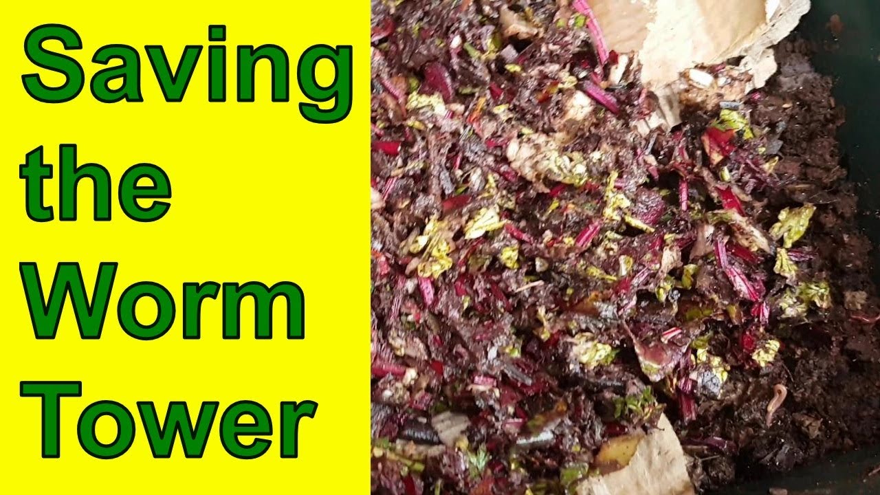 Reviving a neglected Worm Tower