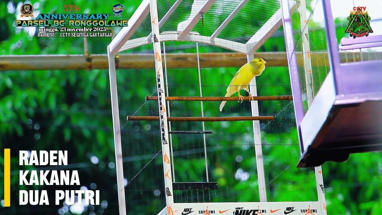 Mewah aksi kenari atas nama RADEN milik KAKANA - DUA PUTRI, berhasil mengamankan podium 1