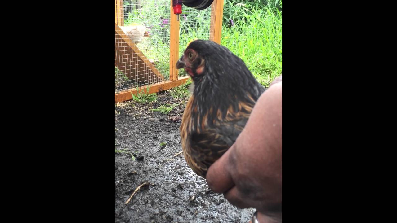 Training the chickens to use the water nipple system