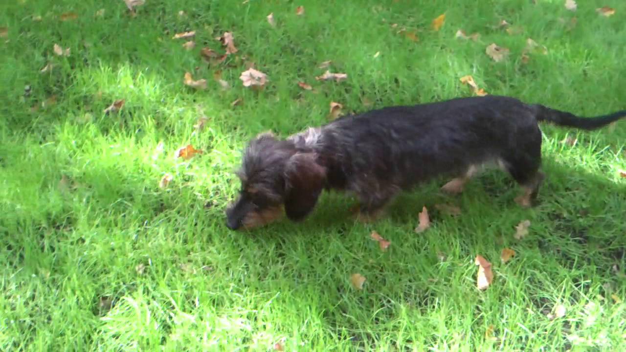 Teckel &agrave; poil dur nain et chat jouent dans le jardin