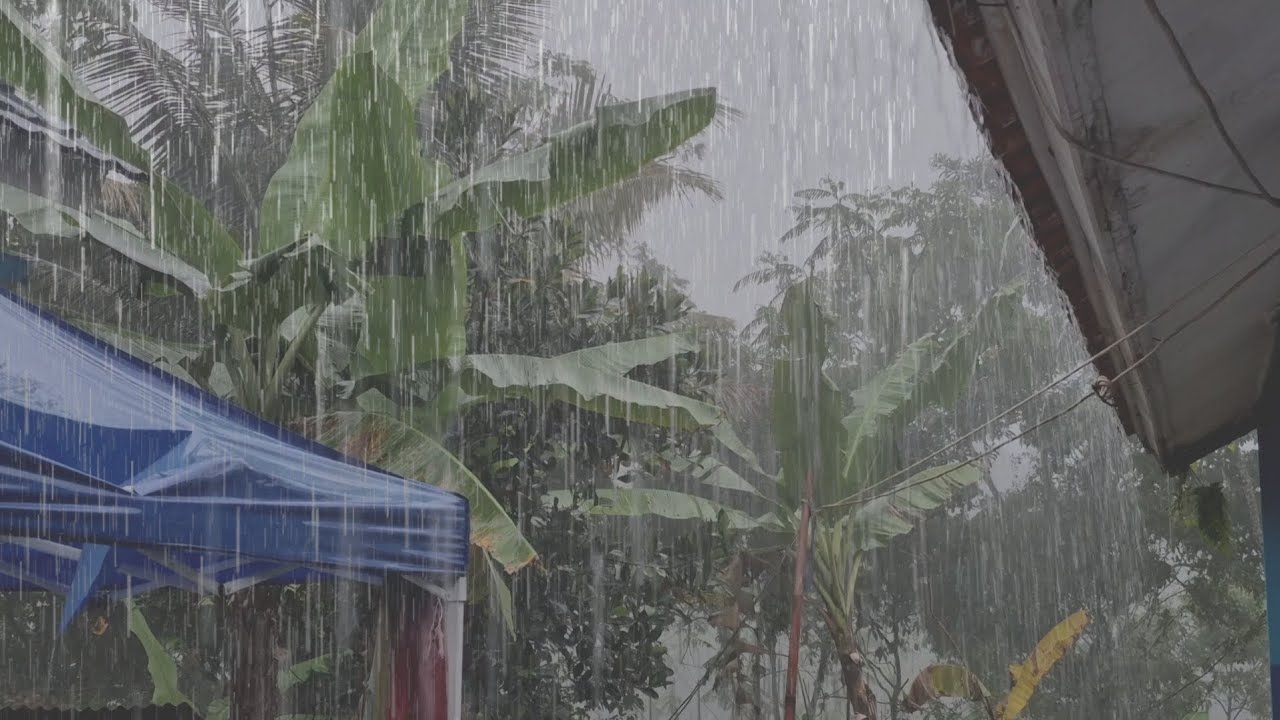 Real Rain Sounds on Roof 🌧️ Indonesian Village Ambience for Deep Sleep