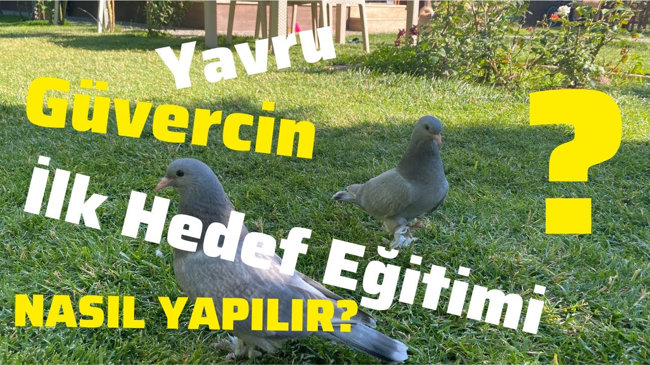 Yavru güvercin hedef eğitimi (oyunkuşu)