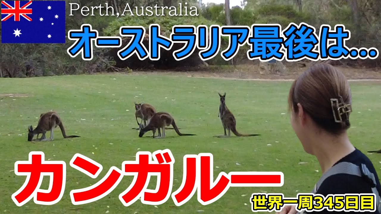 【世界一周Vlog#227】パースで過ごす何気ない日常＆野生のカンガルーに会える公園✨