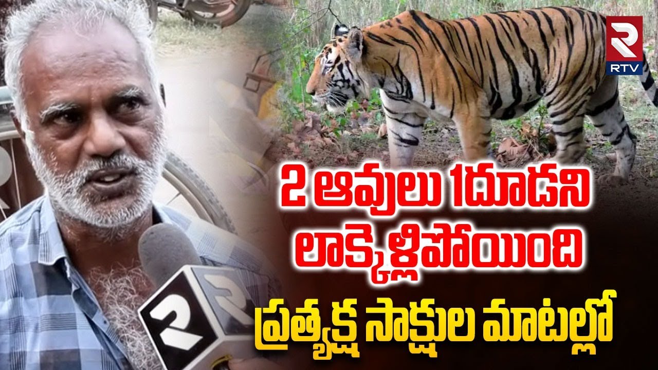 2 ఆవులు 1దూడని లాక్కెళ్లిపోయింది.. | Villagers About Tiger Hulchul In Thorredu Village | RTV