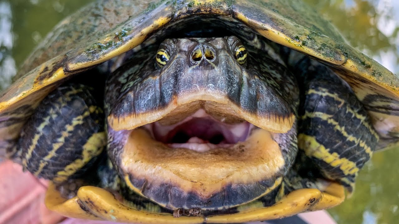 Search for the Barbour's Map Turtle!! Georgia's KING of Map Turtles!!
