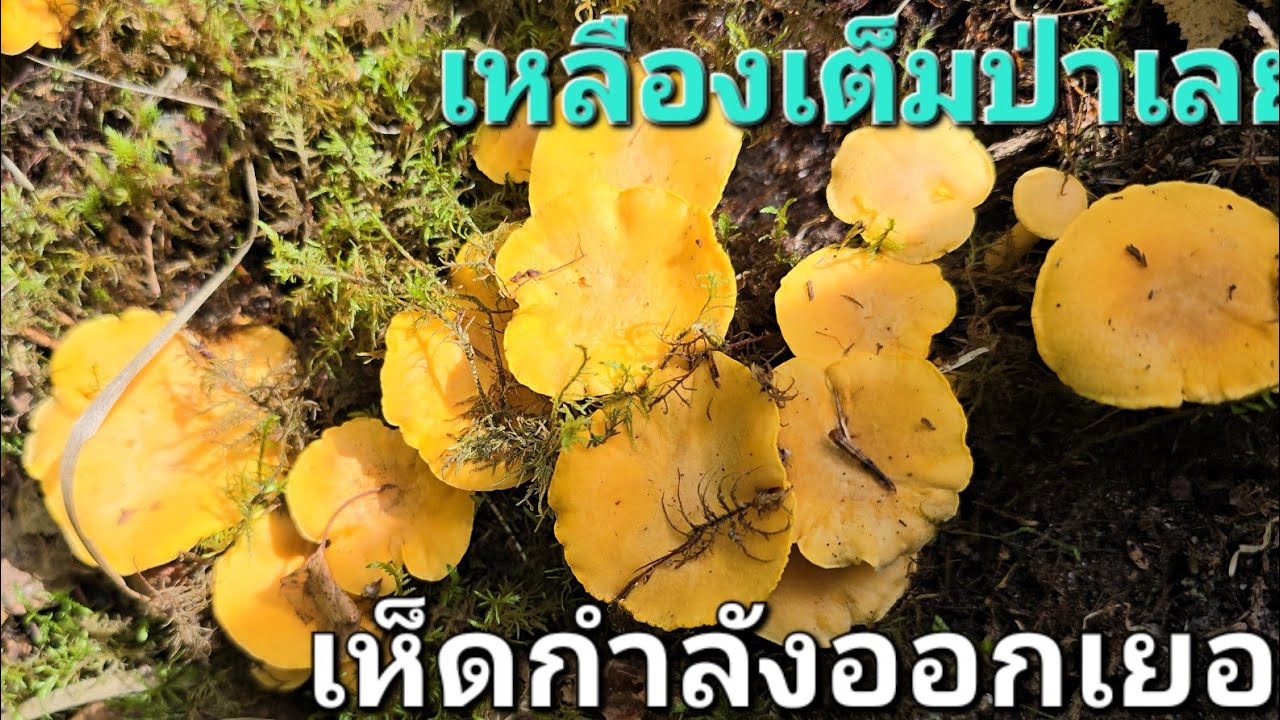 เก็บเห็ดถัง2เกือบวางมวยดีนะพี่ไม่สู้คน🤣🤣🤣🤣เห็ดออกเรื่อยๆเก็บเพลินจ้า