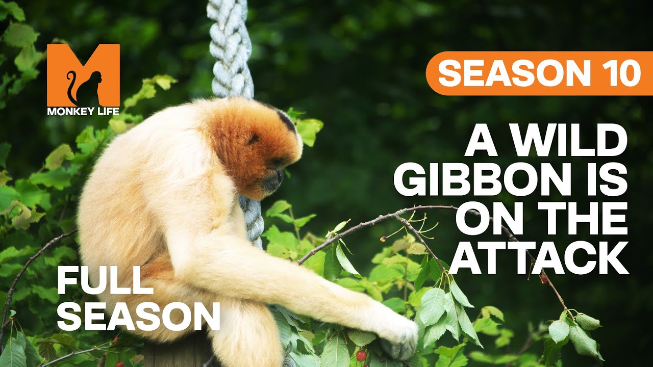 A Wild Gibbon Is On The Attack | Season 10 | Full Season | Monkey Life