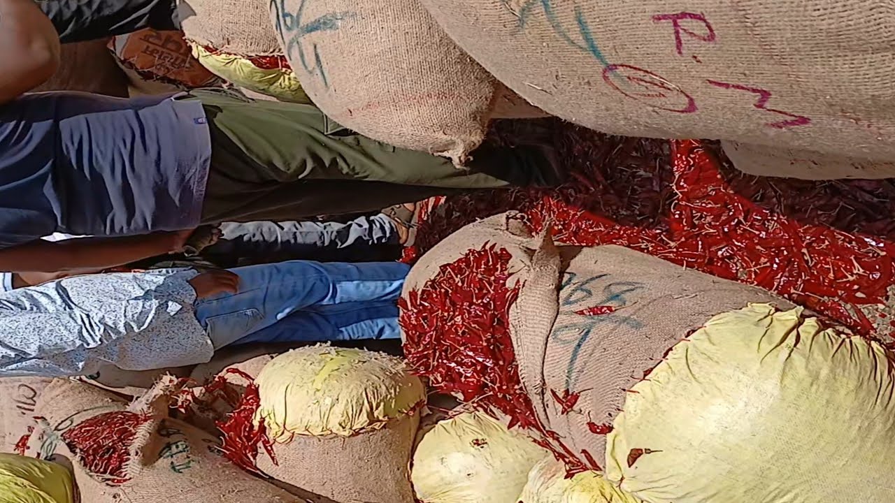 Nagpur Mirchi market rate today I wholesale Mirchi market Kalmana Nagpur  24/02/2025