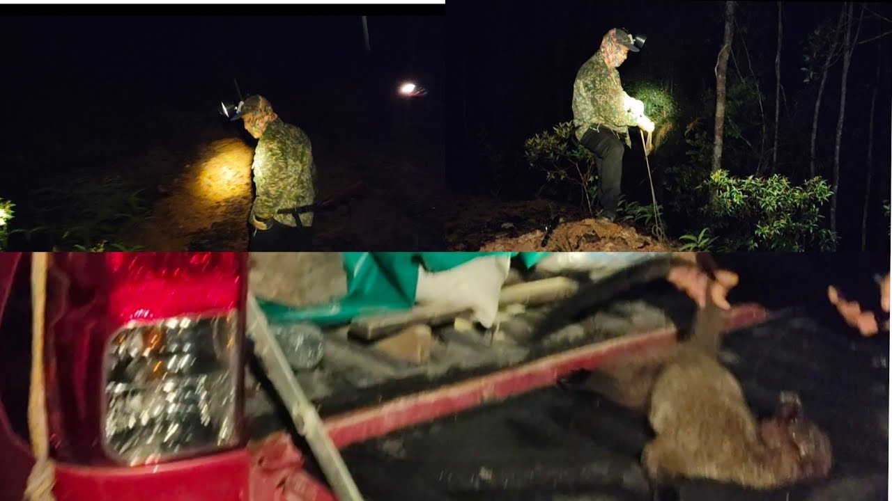Misi memburu pada waktu malam di jalan balak lama,mencari payau,