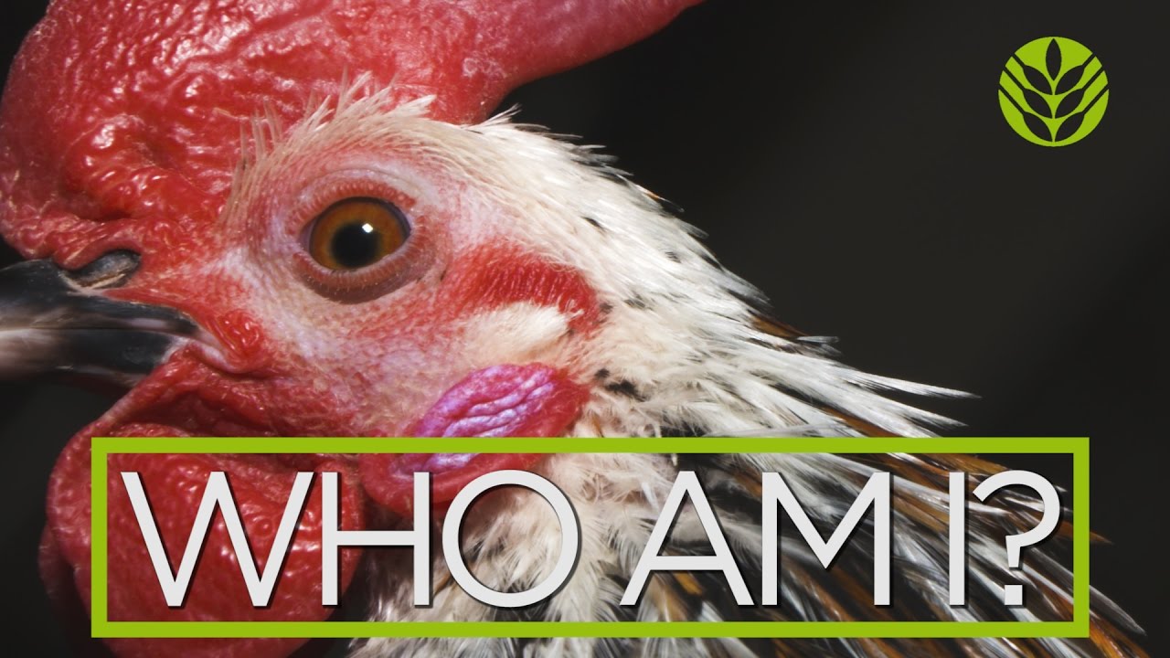Feature Animal - Serama Chickens